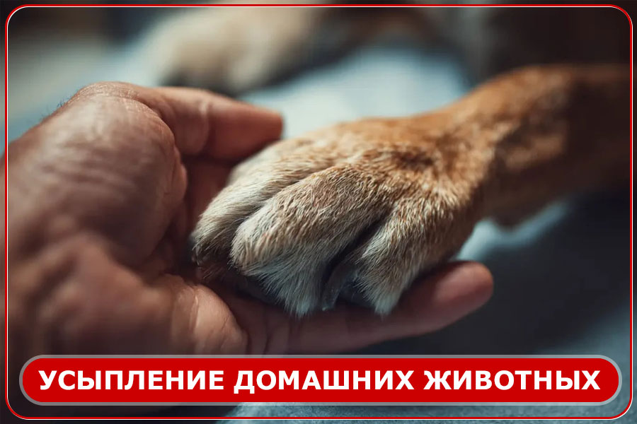Усыпление домашних животных