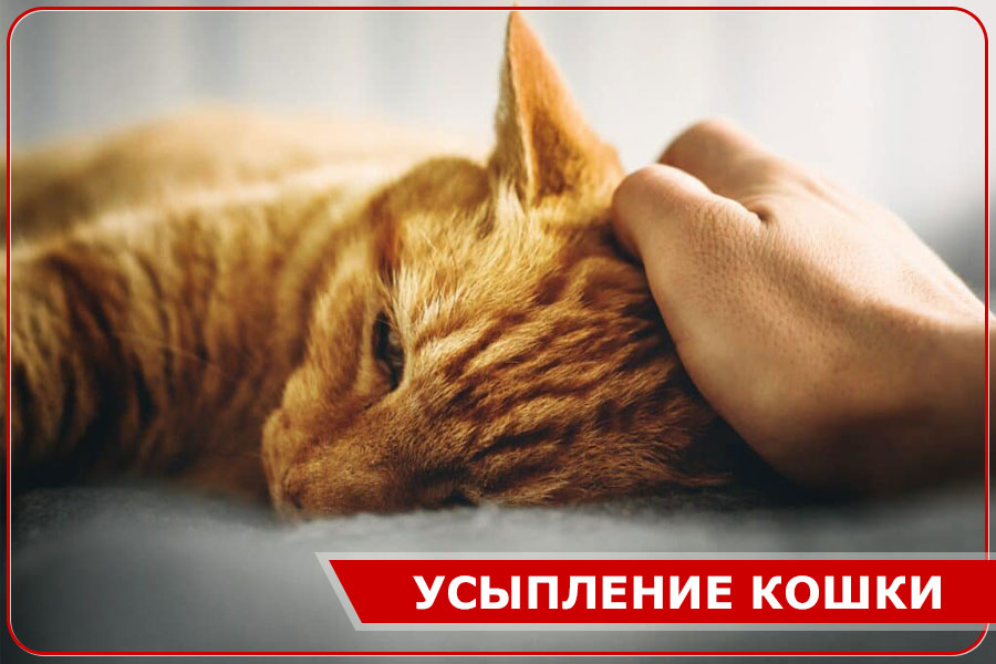 Усыпление кошки